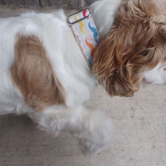 Halloween set of 3 L-XL Dog/Animal Collar Handmade - Picture 2 of 7